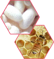 Протеины шелка Gen G + Пчелиное маточное молочко Royal Jelly